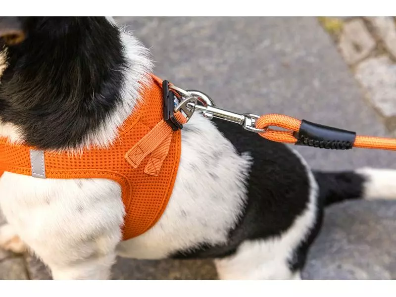 Curli Hundeleine Stretch Comfort ø 10 mm / 1.8 m, Ruby 3 Curli Hundeleine Stretch Comfort ø 10 mm / 1.8 m, Ruby - Image 3