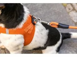 Curli Hundeleine Stretch Comfort ø 10 mm / 1.8 m, Moss 6 Curli Hundeleine Stretch Comfort ø 10 mm / 1.8 m, Moss -Hundewelt Verkäufe 213097538 xxl 3