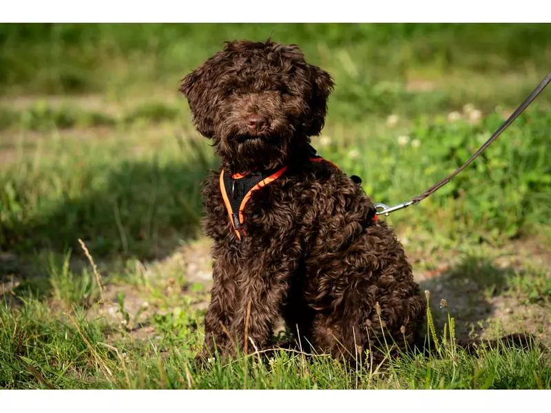 Grossenbacher Geschirr Vary, Schwarz 2 Grossenbacher Geschirr Vary, Schwarz - Image 2