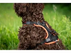 Grossenbacher Geschirr Vary, Schwarz 8 Grossenbacher Geschirr Vary, Schwarz -Hundewelt Verkäufe 213119155 xxl 1