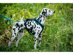 Grossenbacher Geschirr Vary, Türkis 9 Grossenbacher Geschirr Vary, Türkis -Hundewelt Verkäufe 213119158 xxl