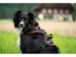 Grossenbacher Geschirr Vary, Schwarz 10 Grossenbacher Geschirr Vary, Schwarz -Hundewelt Verkäufe 213119162 xxl 1