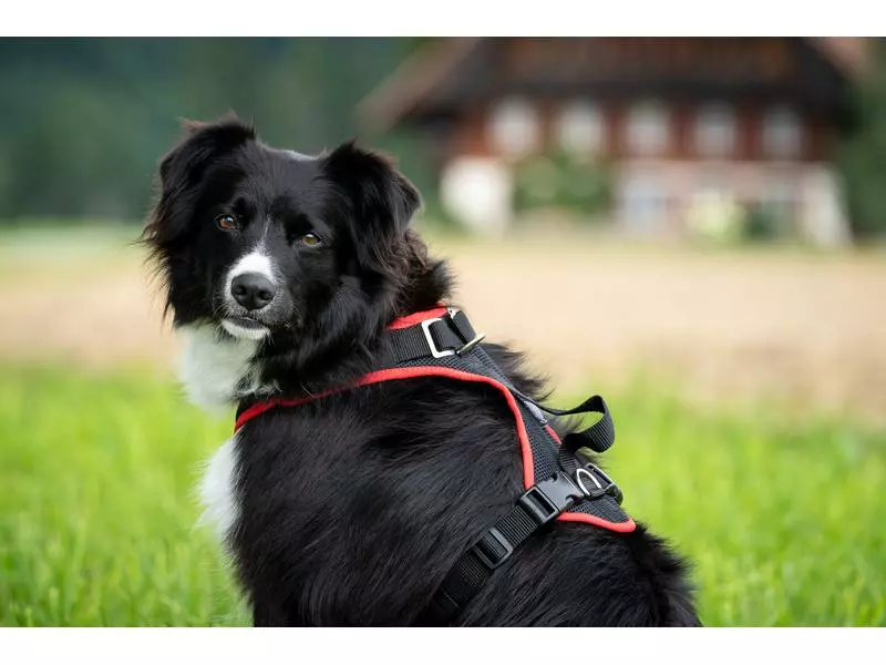 Grossenbacher Geschirr Vary, Schwarz 5 Grossenbacher Geschirr Vary, Schwarz - Image 5