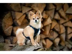 Grossenbacher Geschirr Vary, Orange -Hundewelt Verkäufe 213119166 xxl 2