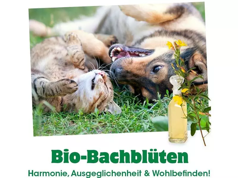 CdVet Hunde-Nahrungsergänzung Bio-Bachblüten, Silvester, 20 ml 2 CdVet Hunde-Nahrungsergänzung Bio-Bachblüten, Silvester, 20 ml - Image 2