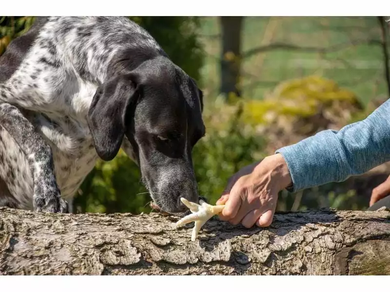 Beeztees Kausnack Hühnerfüsse geröstet, 200 g 4 Beeztees Kausnack Hühnerfüsse geröstet, 200 g - Image 4