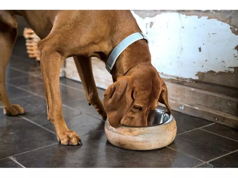 Designed by Lotte Edelstahlnapf Mandira, ø 21 cm 2 Designed by Lotte Edelstahlnapf Mandira, ø 21 cm - Image 2