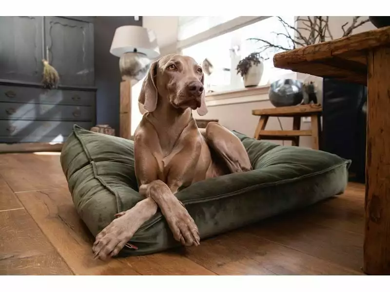 Designed by Lotte Hunde-Kissen Nalino, Grün 2 Designed by Lotte Hunde-Kissen Nalino, Grün - Image 2