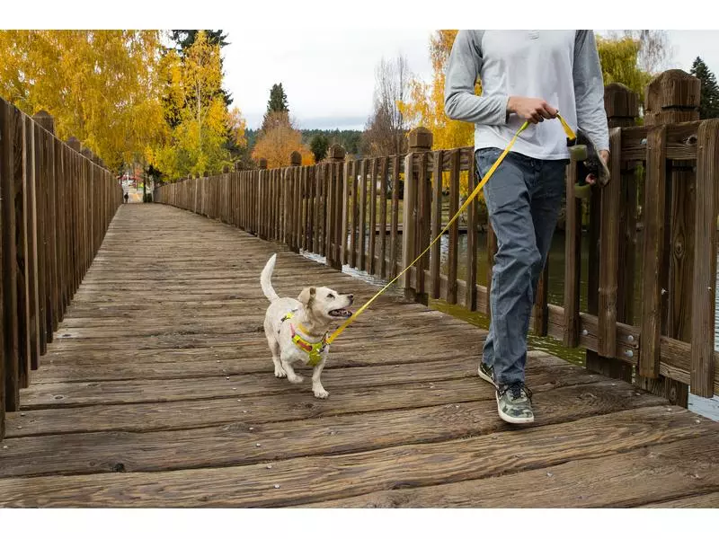 Ruffwear Geschirr Flagline, Lichen Green 9 Ruffwear Geschirr Flagline, Lichen Green - Image 9