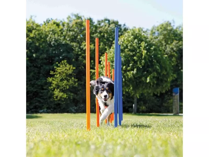 Trixie Agility Slalom Dog Activity Set, 12 Stangen 10 Trixie Agility Slalom Dog Activity Set, 12 Stangen - Image 10