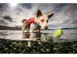 Kurgo Schwimmspielzeug Skipping Stones, 2er-Set, Assortiert 12 Kurgo Schwimmspielzeug Skipping Stones, 2er-Set, Assortiert -Hundewelt Verkäufe 224558606 xxl