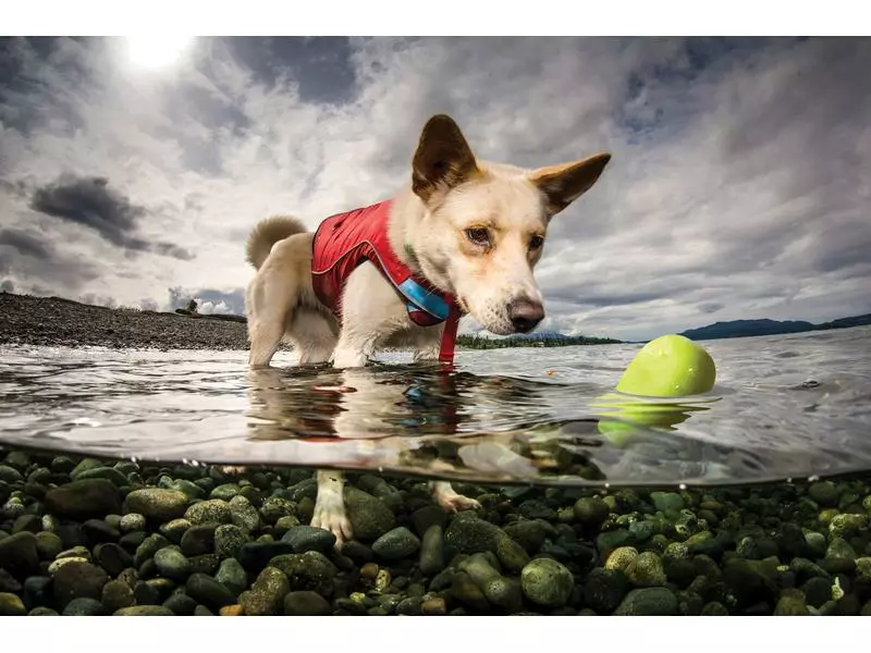 Kurgo Schwimmspielzeug Skipping Stones, 2er-Set, Assortiert 6 Kurgo Schwimmspielzeug Skipping Stones, 2er-Set, Assortiert - Image 6
