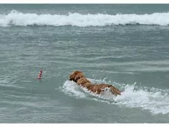 Rogz Schwimmspielzeug Leuchtturm, Rot-Weiss -Hundewelt Verkäufe 224774704 xxl