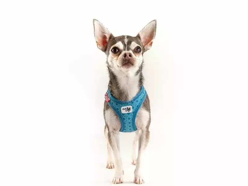 Curli Geschirr Vest Air-Mesh 3XS, Türkis, Special Edition 2022 2 Curli Geschirr Vest Air-Mesh 3XS, Türkis, Special Edition 2022 - Image 2