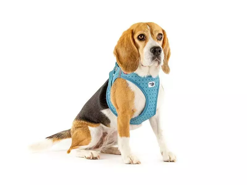 Curli Geschirr Vest Air-Mesh 3XS, Türkis, Special Edition 2022 3 Curli Geschirr Vest Air-Mesh 3XS, Türkis, Special Edition 2022 - Image 3