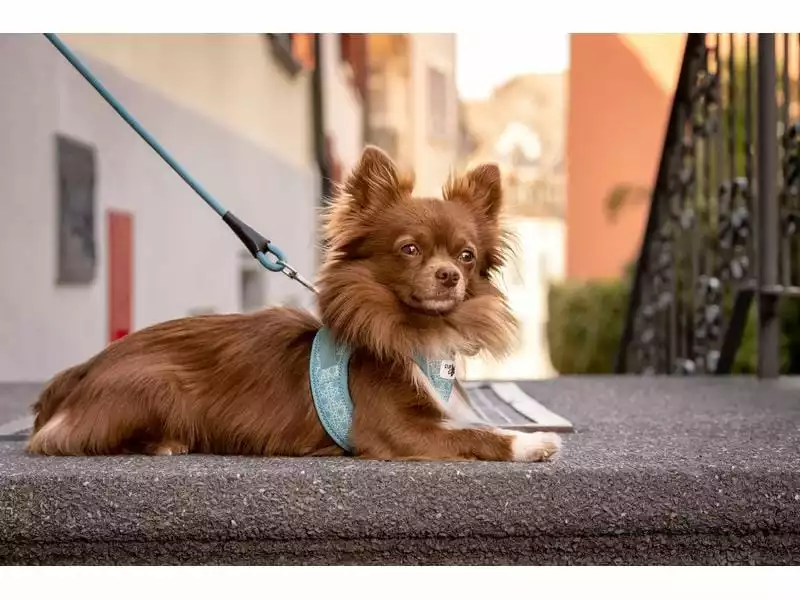 Curli Geschirr Vest Air-Mesh 3XS, Türkis, Special Edition 2022 4 Curli Geschirr Vest Air-Mesh 3XS, Türkis, Special Edition 2022 - Image 4