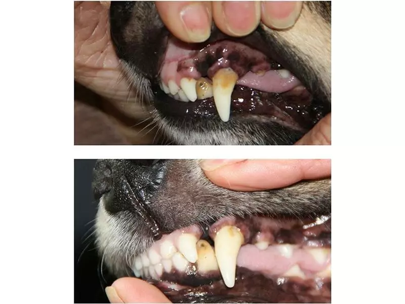 Mira-pet Ultraschallzahnbürste Starter-Kit 5 Mira-pet Ultraschallzahnbürste Starter-Kit - Image 5