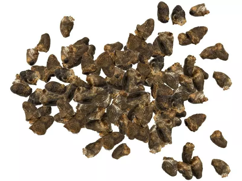 NATUREonly Kauartikel Pouletherzen, 110 g 2 NATUREonly Kauartikel Pouletherzen, 110 g - Image 2