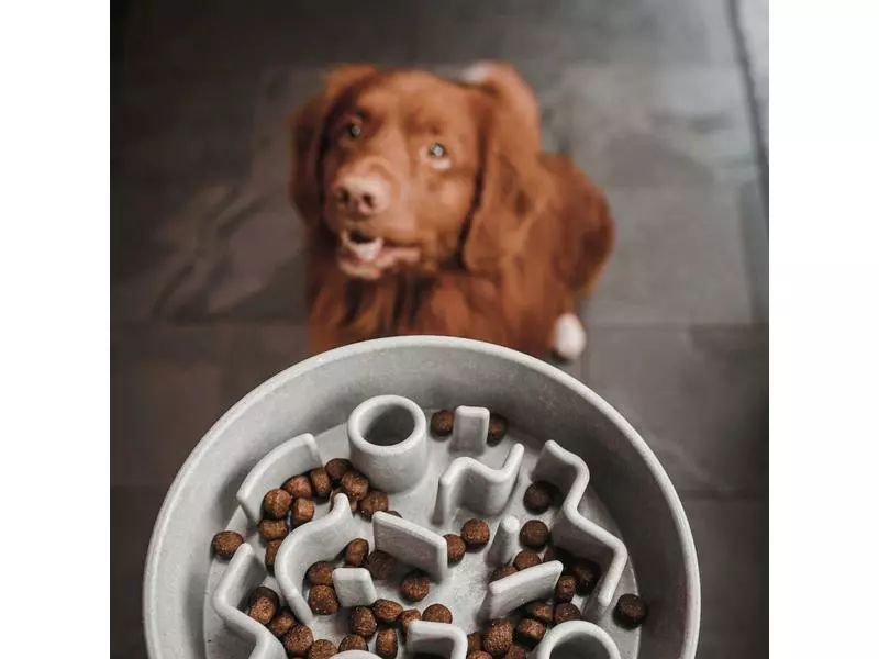 District 70 Bambusnapf Bamboo Dog Slow Feeder Ø 21 cm, Creme-Weiss 5 District 70 Bambusnapf Bamboo Dog Slow Feeder Ø 21 cm, Creme-Weiss - Image 5