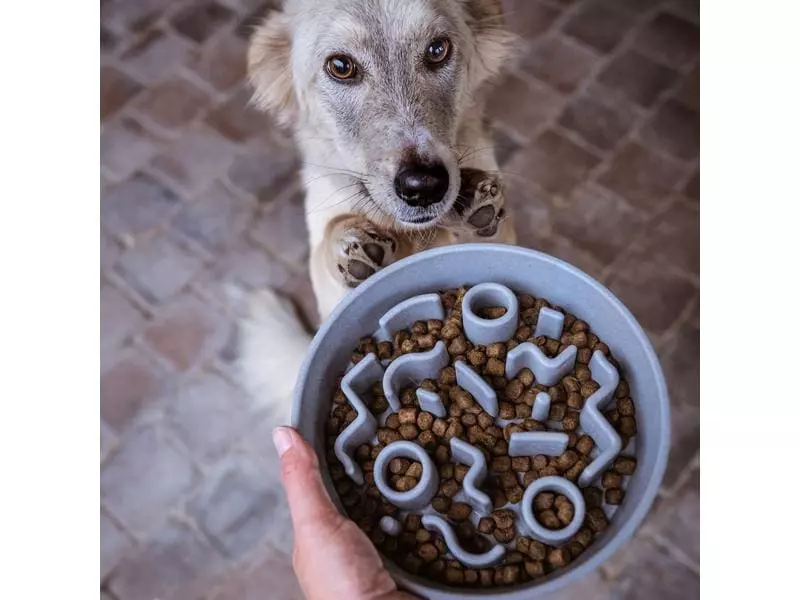 District 70 Bambusnapf Bamboo Dog Slow Feeder Ø 21 cm, Ice-Blue 5 District 70 Bambusnapf Bamboo Dog Slow Feeder Ø 21 cm, Ice-Blue - Image 5