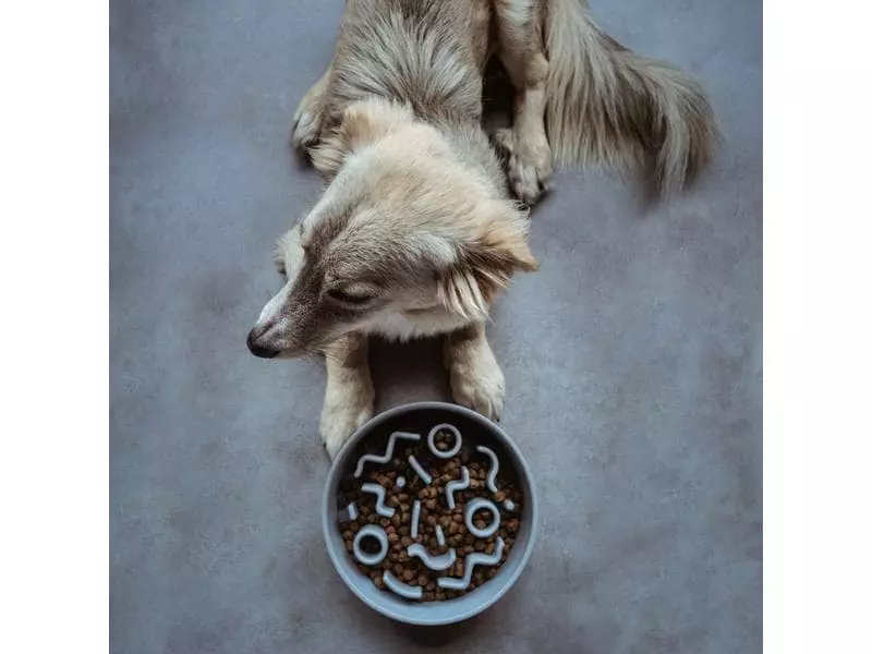 District 70 Bambusnapf Bamboo Dog Slow Feeder Ø 21 cm, Ice-Blue 6 District 70 Bambusnapf Bamboo Dog Slow Feeder Ø 21 cm, Ice-Blue - Image 6