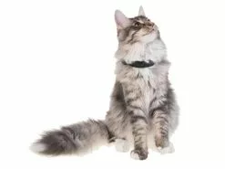 PetTracer GPS-Katzenhalsband Zusatzhalsband