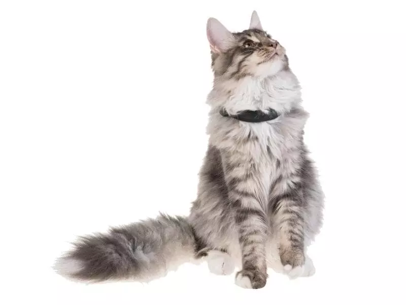 PetTracer GPS-Katzenhalsband Zusatzhalsband 1 PetTracer GPS-Katzenhalsband Zusatzhalsband