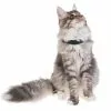 PetTracer GPS-Katzenhalsband