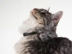 PetTracer GPS-Katzenhalsband 11 PetTracer GPS-Katzenhalsband -Hundewelt Verkäufe 52414866 xxl