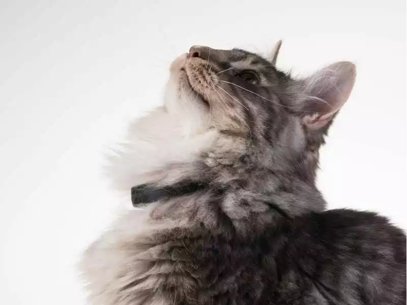 PetTracer GPS-Katzenhalsband 5 PetTracer GPS-Katzenhalsband - Image 5