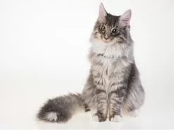 PetTracer GPS-Katzenhalsband 12 PetTracer GPS-Katzenhalsband -Hundewelt Verkäufe 52414887 xxl