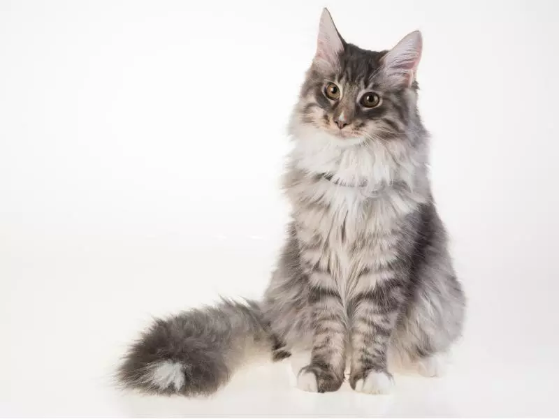 PetTracer GPS-Katzenhalsband 6 PetTracer GPS-Katzenhalsband - Image 6