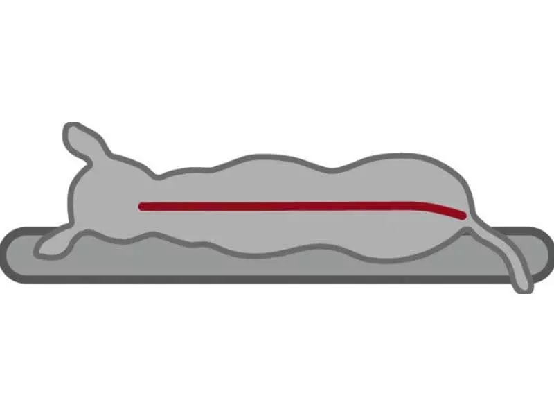 Trixie Hunde-Kissen Vital Bendson oval 6 Trixie Hunde-Kissen Vital Bendson oval - Image 6