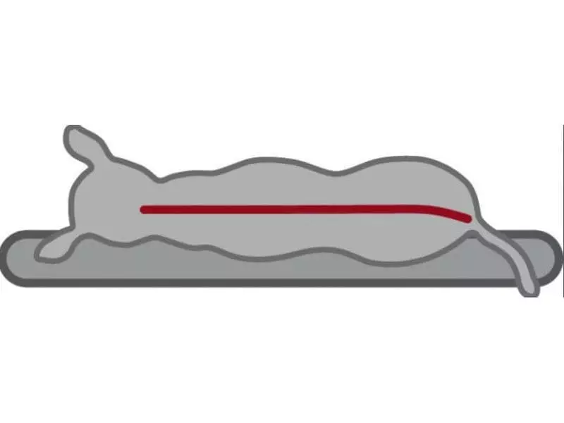 Trixie Hunde-Kissen Vital Bendson 120 x 72 cm 5 Trixie Hunde-Kissen Vital Bendson 120 x 72 cm - Image 5