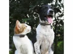 Invoxia GPS-Tracker für Katzen und Hunde inkl. Befestigungsclips 12 Invoxia GPS-Tracker für Katzen und Hunde inkl. Befestigungsclips -Hundewelt Verkäufe 52927047 xxl 1