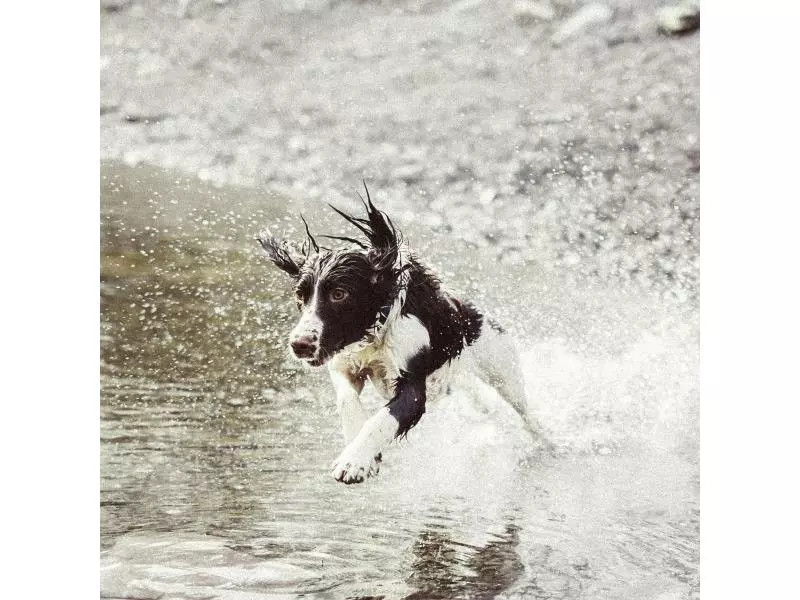 Invoxia GPS-Tracker für Katzen und Hunde inkl. Befestigungsclips 4 Invoxia GPS-Tracker für Katzen und Hunde inkl. Befestigungsclips - Image 4