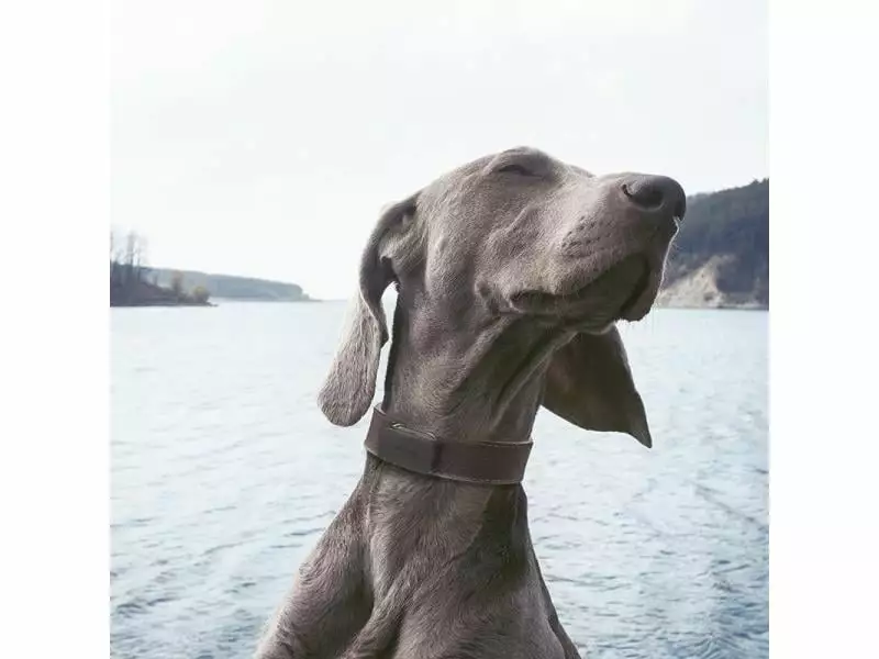 Invoxia GPS-Tracker für Katzen und Hunde inkl. Befestigungsclips 8 Invoxia GPS-Tracker für Katzen und Hunde inkl. Befestigungsclips - Image 8