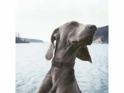 Invoxia Pet GPS-Tracker für Katzen und Hunde -Hundewelt Verkäufe 52927080 xxl