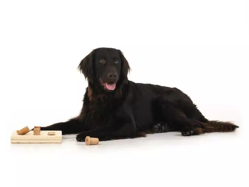 Hundespiele.ch Strategie-Spiel Schiebedübel schwer - sehr schwer 2 Hundespiele.ch Strategie-Spiel Schiebedübel schwer - sehr schwer - Image 2