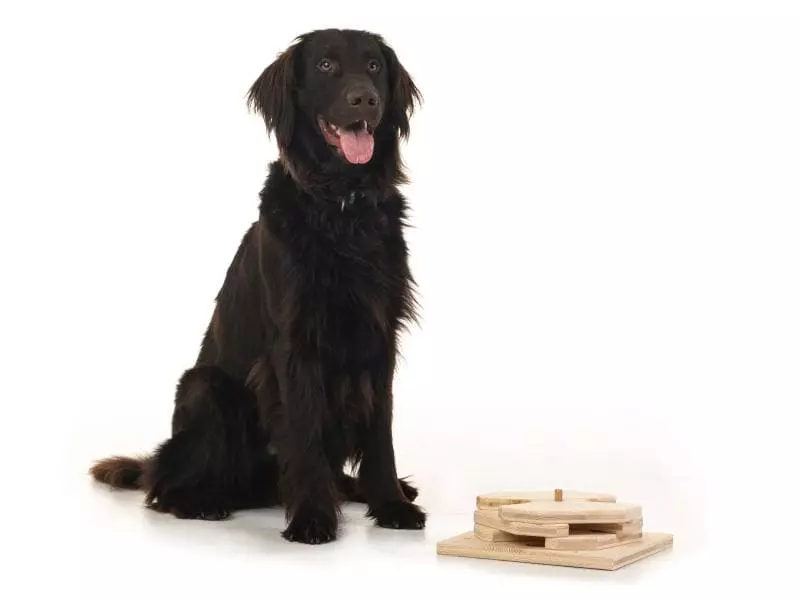 Hundespiele.ch Strategie-Spiel Drehspiel, mittelschwer 4 Hundespiele.ch Strategie-Spiel Drehspiel, mittelschwer - Image 4