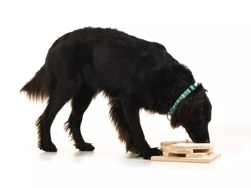 Hundespiele.ch Strategie-Spiel Drehspiel, mittelschwer 2 Hundespiele.ch Strategie-Spiel Drehspiel, mittelschwer - Image 2