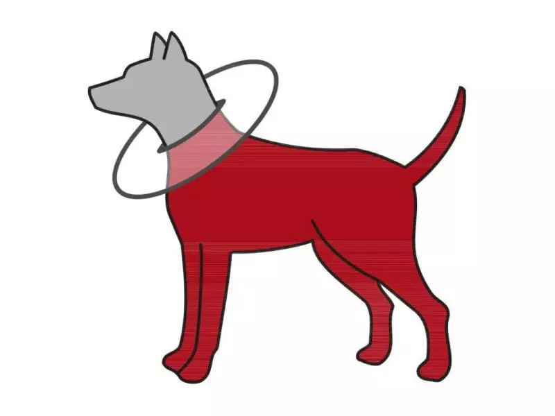 Trixie Schutzkragen S 4 Trixie Schutzkragen S - Image 4