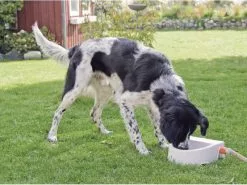 Trixie Automatische Outdoor-Tränke, 1.5 l 5 Trixie Automatische Outdoor-Tränke, 1.5 l -Hundewelt Verkäufe 53715769 xxl