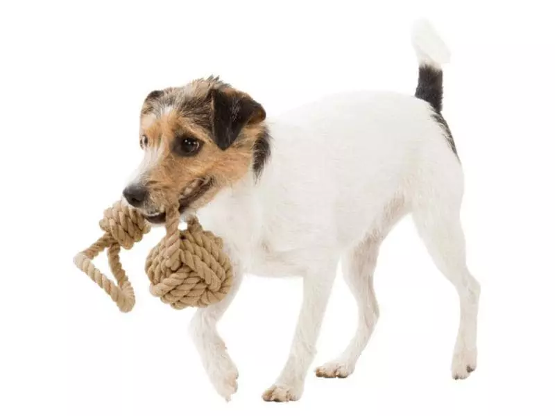 Trixie Hunde-Spielzeug BE NORDIC Spieltau ø 7 cm 2 Trixie Hunde-Spielzeug BE NORDIC Spieltau ø 7 cm - Image 2