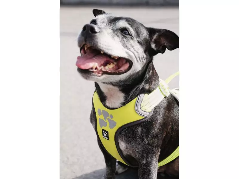 HURTTA Geschirr Weekend Warrior 8 HURTTA Geschirr Weekend Warrior - Image 8