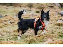 HURTTA Geschirr Weekend Warrior 15 HURTTA Geschirr Weekend Warrior -Hundewelt Verkäufe 53945803 xxl 7