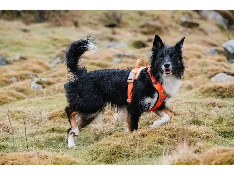 HURTTA Geschirr Weekend Warrior ECO 7 HURTTA Geschirr Weekend Warrior ECO - Image 7