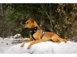 HURTTA Geschirr Weekend Warrior -Hundewelt Verkäufe 53945821 xxl 1