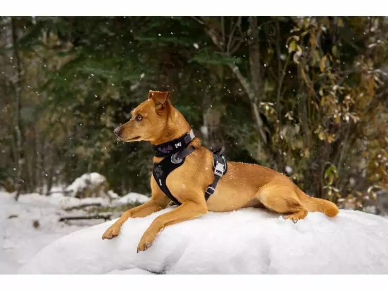 HURTTA Geschirr Weekend Warrior ECO 4 HURTTA Geschirr Weekend Warrior ECO - Image 4