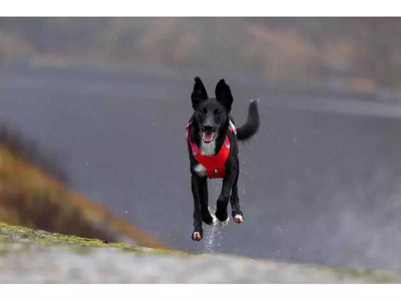 HURTTA Geschirr Weekend Warrior 2 HURTTA Geschirr Weekend Warrior - Image 2